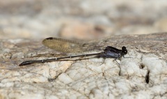 Argia tezpi