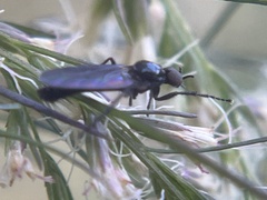 Dilophus serotinus