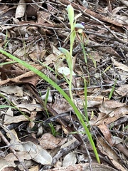 Lyperanthus serratus
