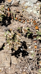 Lampropeltis gentilis