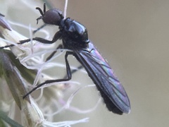 Dilophus serotinus