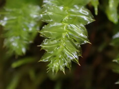 Plagiomnium venustum