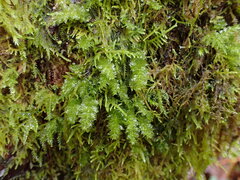 Plagiomnium venustum