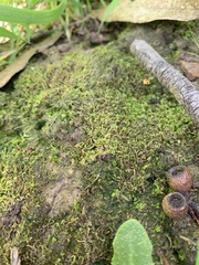 Racopilum cuspidigerum