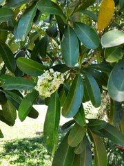 Alstonia scholaris