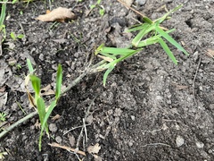 Stenotaphrum secundatum