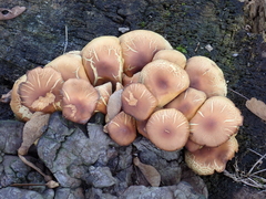 Fungi