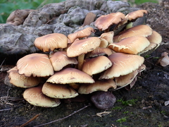 Fungi