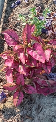 Hypoestes phyllostachya