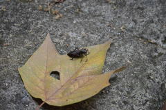 Pachylis acutangulus