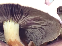 Fungi