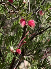 Grevillea lanigera