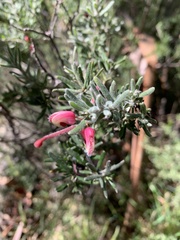 Grevillea lanigera