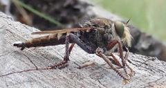 Promachus truquii