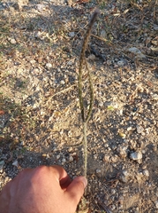 Peniocereus striatus