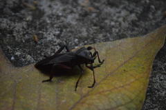 Pachylis acutangulus