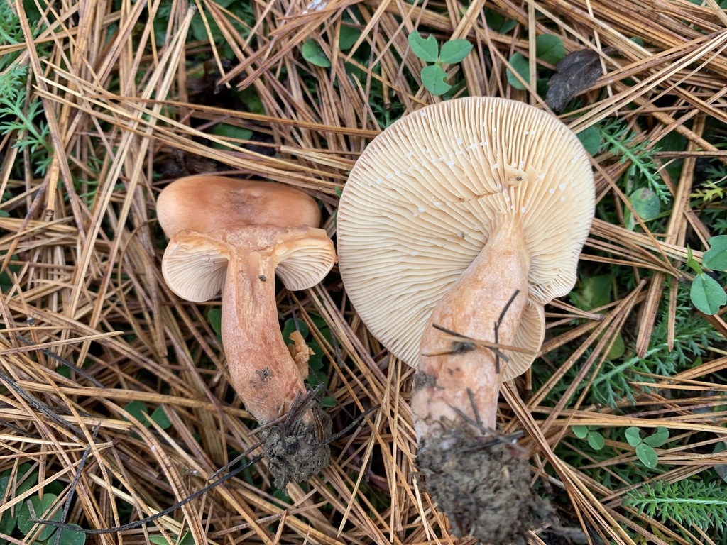 Lactarius sp. 'NY06'
