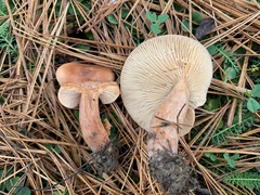 Lactarius tabidus