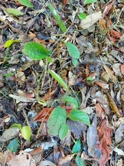Pleurolobus gangeticus