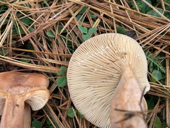 Lactarius tabidus