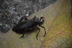 Pachylis acutangulus