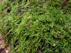Claopodium crispifolium