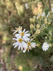 Olearia lirata