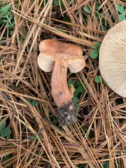Lactarius tabidus