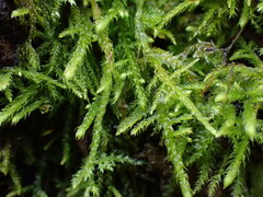 Claopodium crispifolium