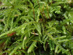 Claopodium crispifolium