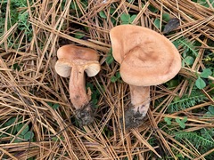 Lactarius tabidus