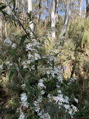 Olearia lirata