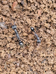 Myrmecia