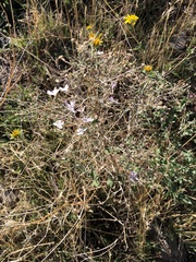 Stephanomeria exigua exigua