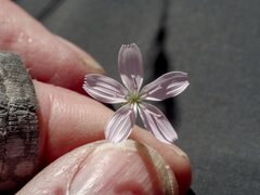 Stephanomeria exigua exigua