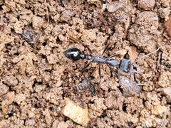 Myrmecia