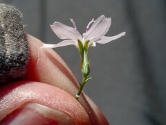 Stephanomeria exigua exigua