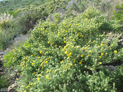 Aspalathus chenopoda