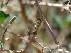 Stephanomeria exigua exigua