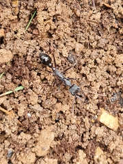 Myrmecia