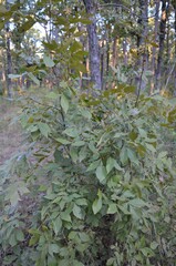 Carya texana