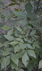Carya texana
