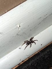Herpyllus ecclesiasticus
