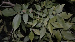 Carya texana