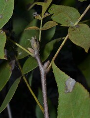 Carya texana