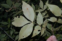 Carya texana