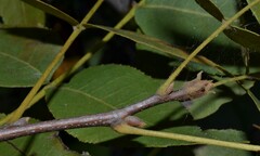 Carya texana