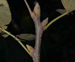 Carya texana