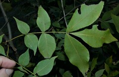 Carya texana