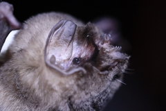 Mormoops megalophylla